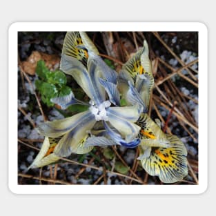 It Hailed On My Dwarf Iris Sticker